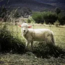 Стадо овец на государственных фермах Ингушетии увеличилось на 7000 голов