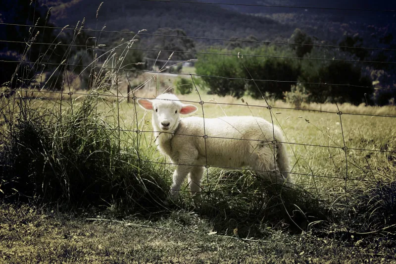 Стадо овец на государственных фермах Ингушетии увеличилось на 7000 голов  