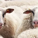 Ингушские животноводы наращивают поголовье крупнорогатого скота, овец и коз