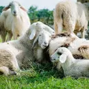 Поголовье овец в Ингушетии увеличится на 5 тыс. к весне 2022 года